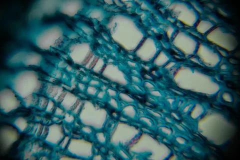 Microscopic view of plant tissue showcasing intricate cellular structures i.. Stock Photos