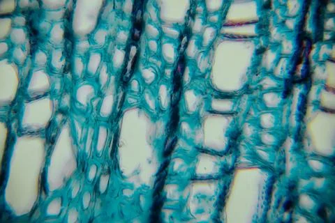 Microscopic view of plant tissue showcasing intricate cellular structures i.. Stock Photos