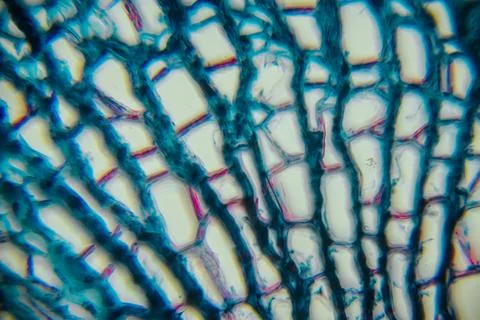 Microscopic view of plant tissue showcasing intricate cellular structures, .. Stock Photos