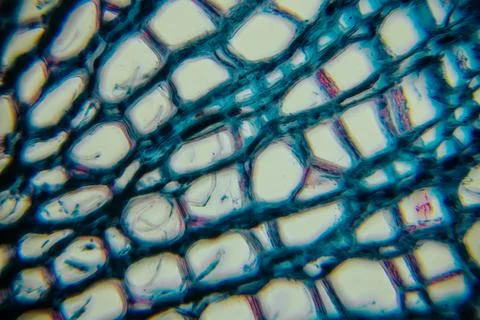 Microscopic view of plant tissue showcasing intricate cellular structures w.. Stock Photos