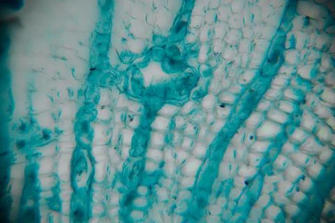 Microscopic view of plant tissue showcasing intricate cellular structures a.. Stock Photos