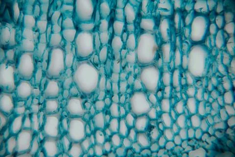Microscopic view of plant tissue showcasing intricate cellular structures w.. Stock Photos