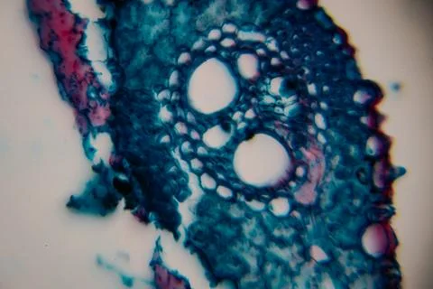 Microscopic view of plant tissue showcasing vibrant cellular structures and.. Stock Photos
