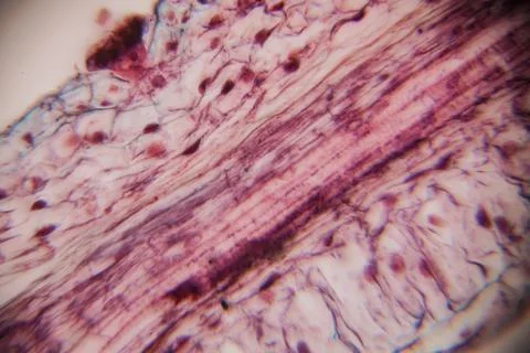 Microscopic view of plant tissue showcasing intricate cellular structures w.. Stock Photos