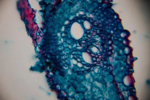 Microscopic view of plant tissue showcasing intricate cellular structures i.. Stock Photos