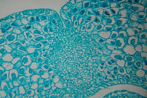 Microscopic view of plant tissue showcasing intricate cellular structures i.. Stock Photos