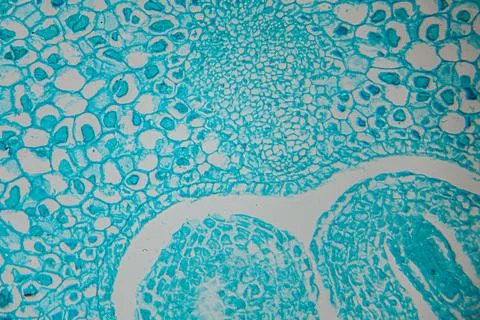 Microscopic view of plant tissue showcasing intricate cellular structures i.. Stock Photos