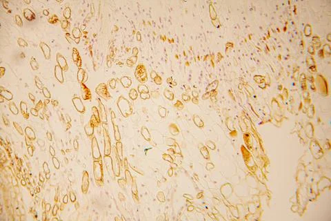 Microscopic view of plant tissue showcasing intricate cellular structures, .. Stock Photos