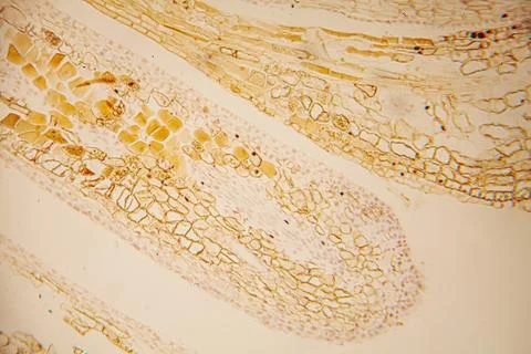 Microscopic view of plant tissue showcasing intricate cellular structures, .. Stock Photos