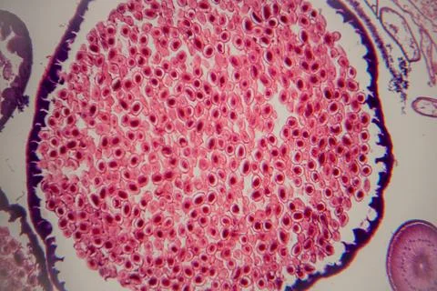 Microscopic view of plant tissue showing numerous pink-stained cells arrang.. Stock Photos