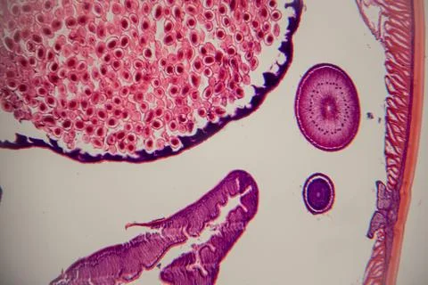 Microscopic view of plant tissue showing various cells including parenchyma.. Stock Photos