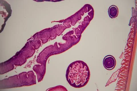 Microscopic view of plant tissue showing various cells, including elongated.. Stock Photos
