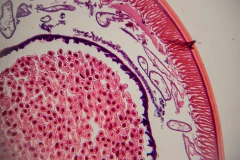 Microscopic view of plant tissue showing cellular structure with pink and p.. Фото