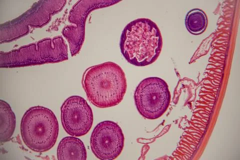 Microscopic view of plant tissue showing various cells and structures in sh.. Stock Photos