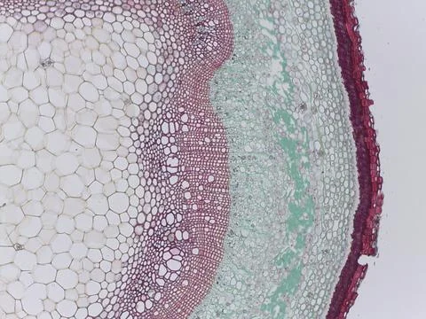 Microscopic view of plant tissue structure Stock Photos