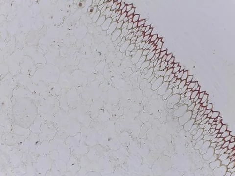 Microscopic view of plant tissue structure 스톡 사진