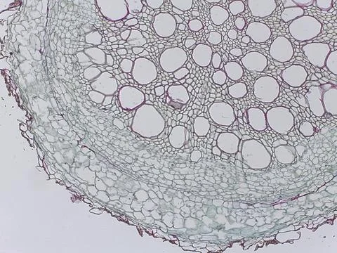 Microscopic view of plant tissue structure 스톡 사진