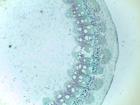 Microscopic view of plant tissue structure Foto stock