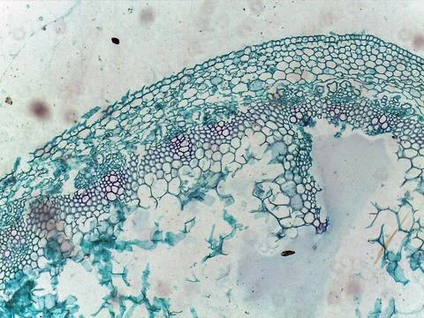 Microscopic view of plant tissue structure 스톡 사진