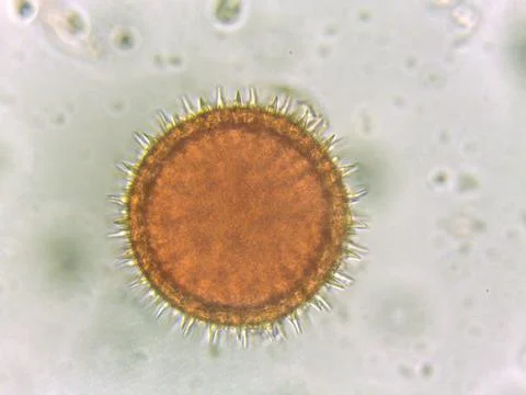 Microscopic view of a pollen grain Stock Photos