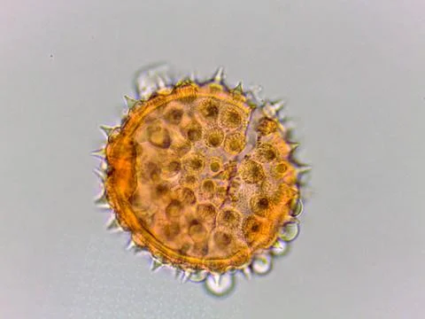 Microscopic View of a Pollen Grain 스톡 사진