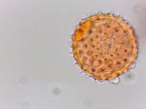Microscopic View of Pollen Grain Stock Photos