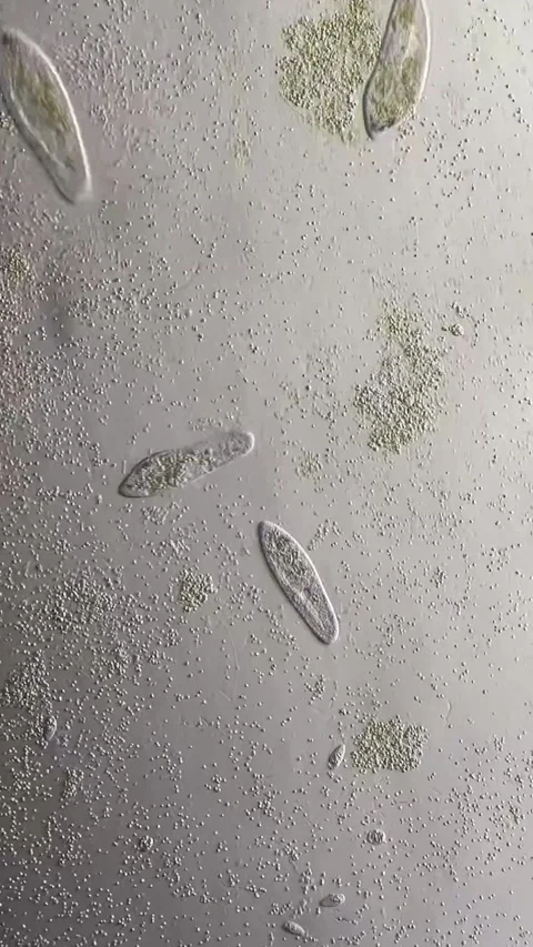 Microscopic View of Protozoa and Microorganisms in a Chinese Lab China 스톡 동영상 339649656