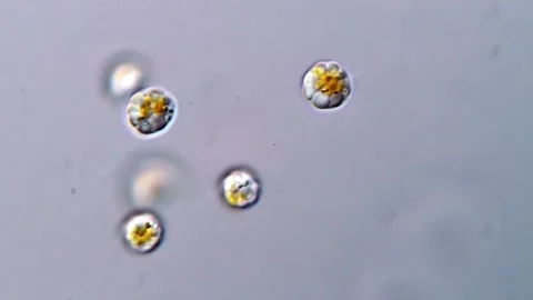 Microscopic View of Prymnesium parvum Haptophyte Cells, 1000x 動画素材 317016061