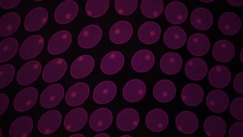 Microscopic view of purple cells. Stock Footage 334342495
