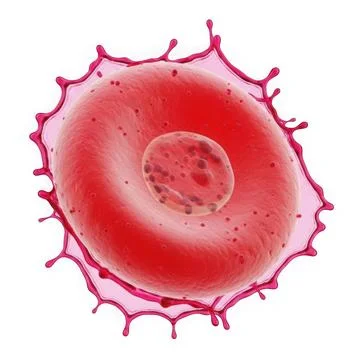 A microscopic view of a red blood cell with visible internal structures and.. Stock Illustration