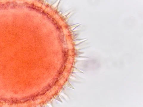 Microscopic view of a red circular structure Stock Photos