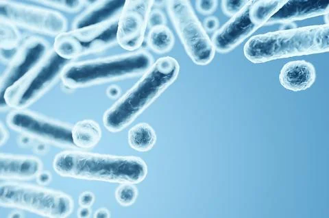 Microscopic view of rod-shaped gram-negative Enterobacteriaceae, part of gut  Stock Illustration