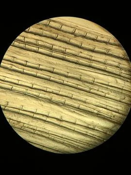 Microscopic View of Segmented Lepidotrichia Bony Fin Rays in Teleost Foto stock