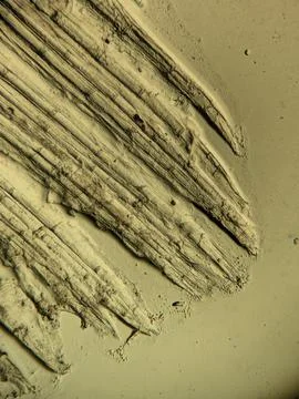 Microscopic View of Segmented Lepidotrichia Bony Fin Rays in Teleost Foto stock