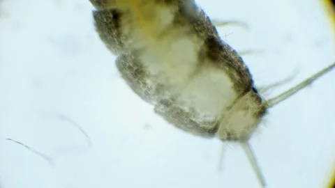 Microscopic view of a silverfish in slow motion. Its silver, wingless body,.. Stock Footage 286054391