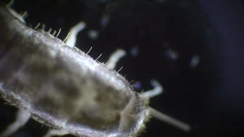 Microscopic view of a silverfish in slow motion. The silver, wingless insec.. Stock Footage 287987843