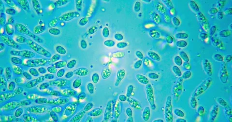 Microscopic View of Single Cell Organisms during Rapid Population Growth at Stock Footage 330955637