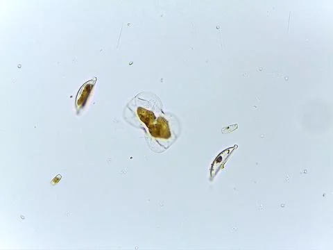 Microscopic View of Single-Celled Organisms 스톡 사진