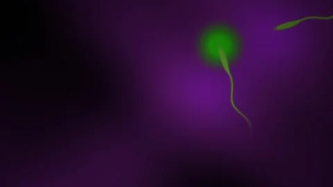 Microscopic View of Sperm Cells Swimming Towards an Egg Cell in a Scientifi.. Stock Footage 333927628
