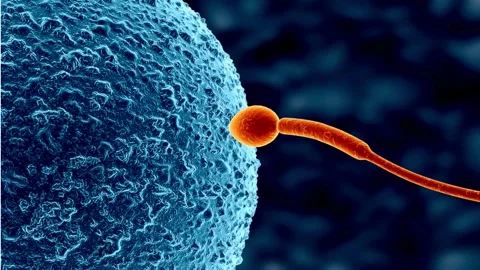 Microscopic View of Sperm Fertilizing a Human Egg Cell. Stock Footage 321179336