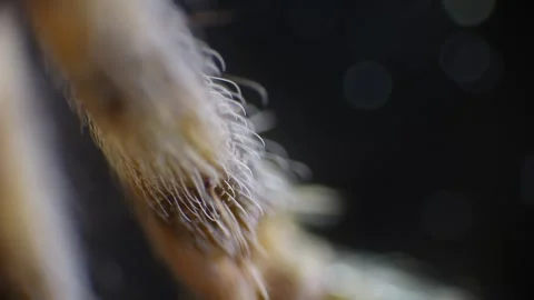 Microscopic view of spider anatomy showing fine detail of limbs, joints, an.. Stock Footage 309513519