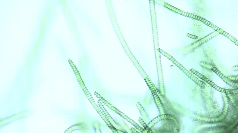 Microscopic view of Spirulina sp. blue green algae as they rotate Stock Footage