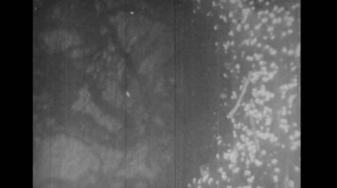 Microscopic view of spores of toadstool Stock Footage 37592593