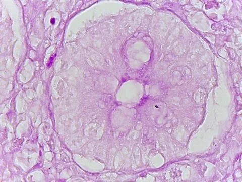 Microscopic view of stained cell structure 写真素材