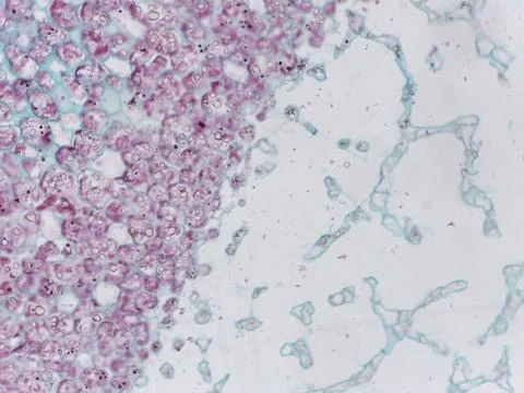 Microscopic view of stained cells 스톡 사진