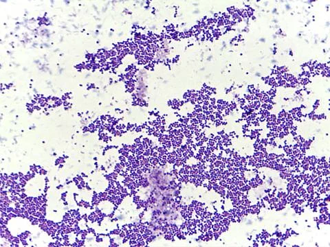 Microscopic view of stained cells Foto stock