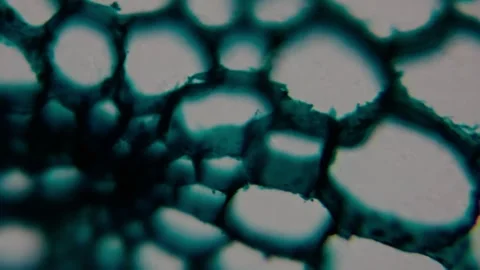 Microscopic view of stained plant stem c... | Stock Video | Pond5