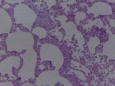 Microscopic View of Stained Tissue Cells Stock Photos