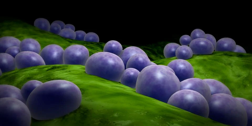 Microscopic view of staphylococcus. Stock Illustration