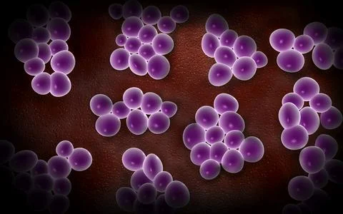 Microscopic view of staphylococcus Stock Illustration